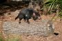 Séjour Australie: découvrez ces adorables animaux